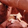 GINGER ROOT